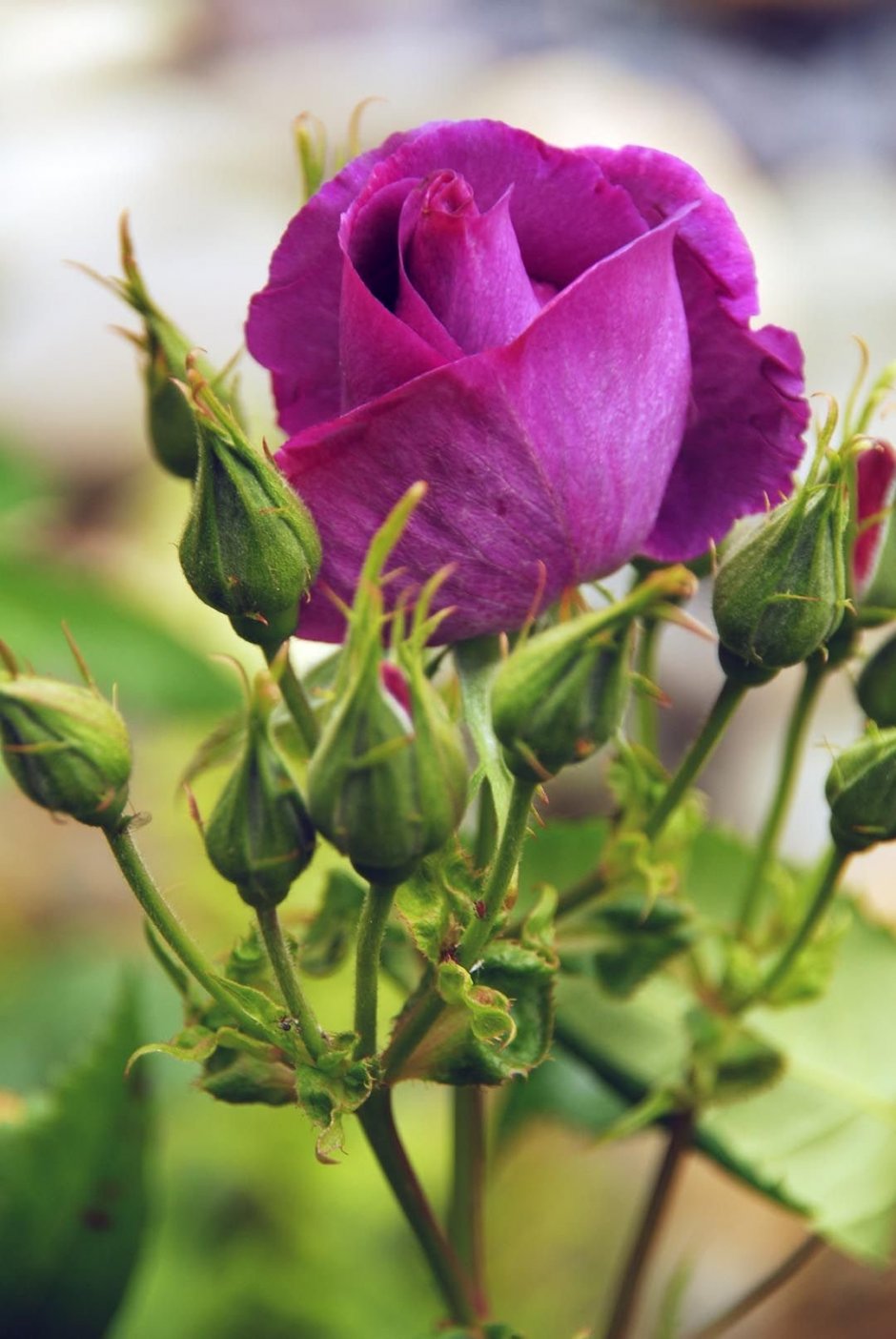 Фиолетовые розы и вода