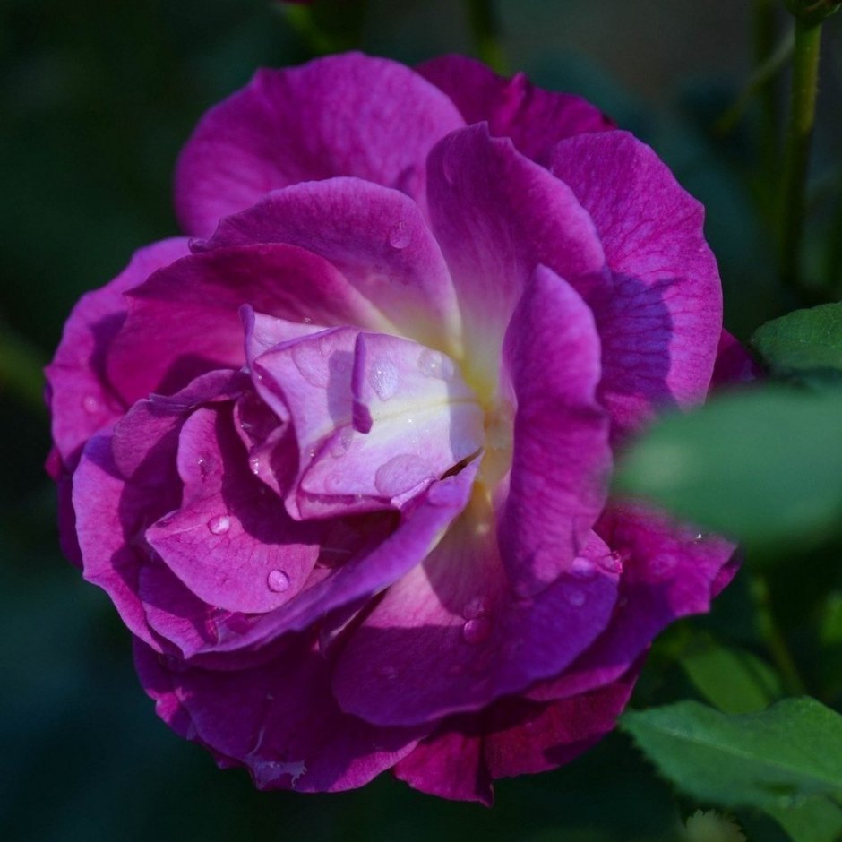 Роза чайно-гибридная Биг перпл