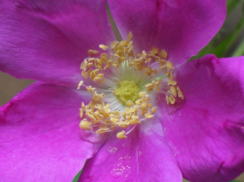 Серединки цветы роза-ругоза макро