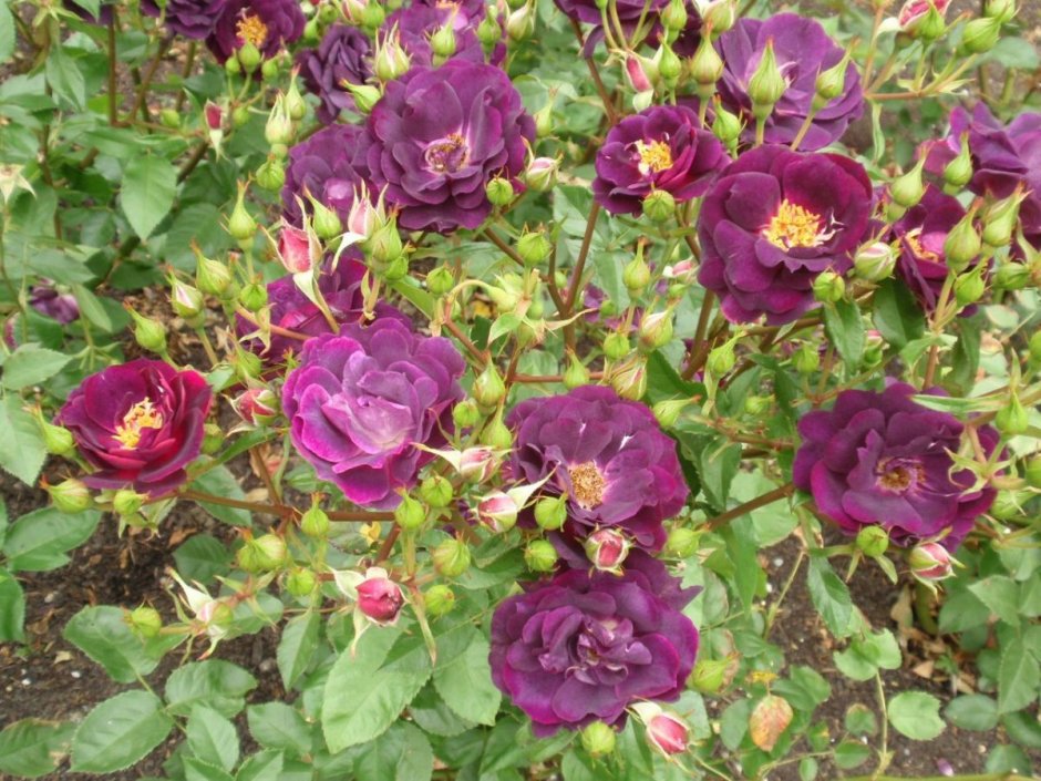 Фиолетовая роза неон