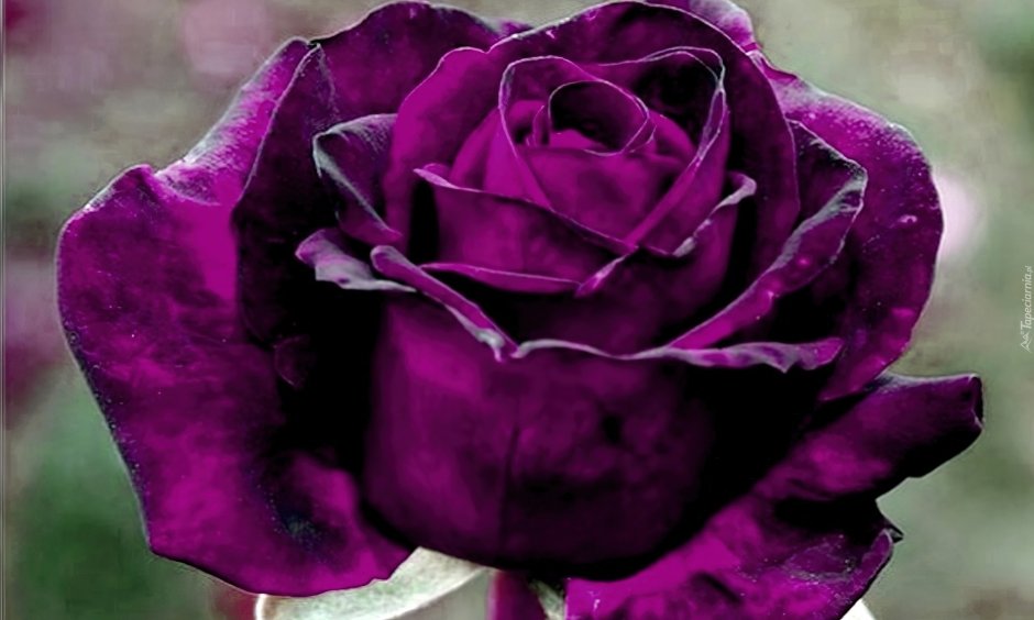 Роза Парковая темно фиолетовая