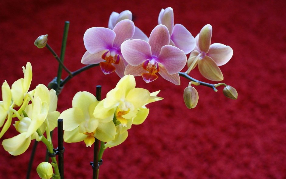 Орхидея аполло