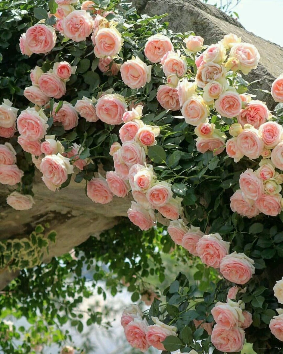 Роза гренни