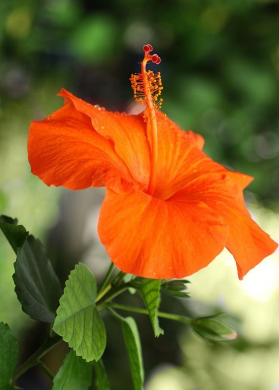 Гибискус цветок оранж