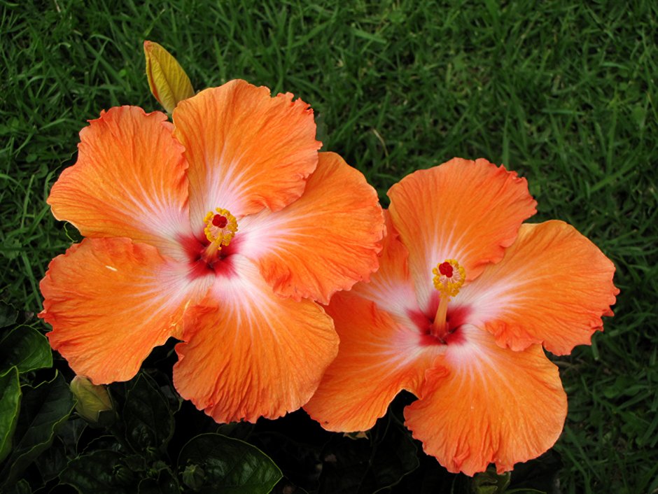 Гибискус цветок оранж