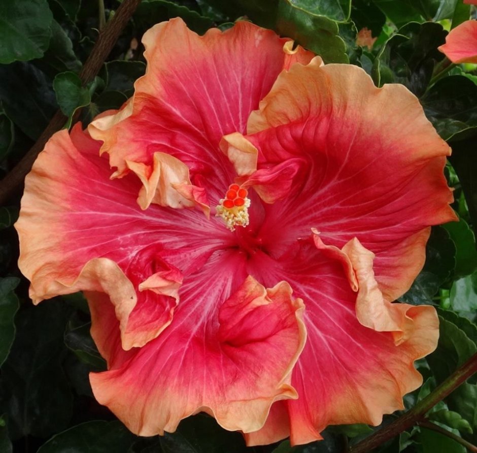 Hibiscus Rosa sinensis Orange