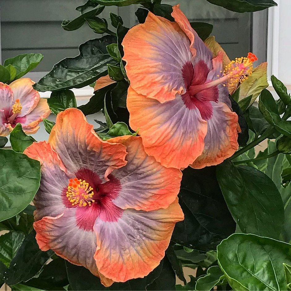 Гибискус цветок оранжевый