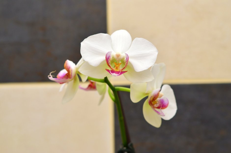 Орхидея Phal Pink