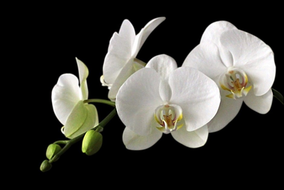 Орхидея фаленопсис голубая