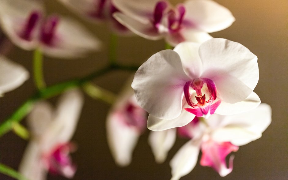 Орхидея Phalaenopsis Kellion