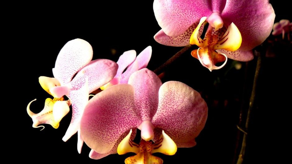 Орхидея Phalaenopsis Cobrion