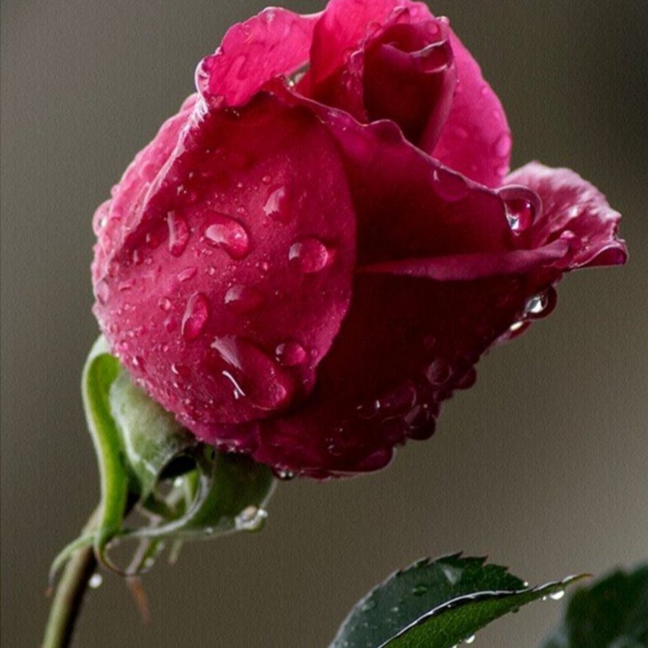Розовая роза в росе