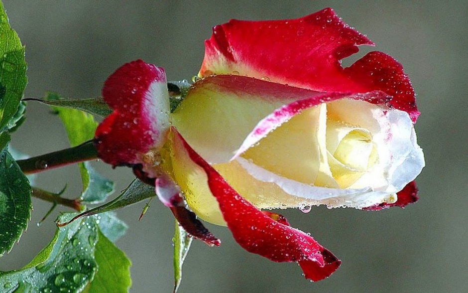 Нежные розы в росе