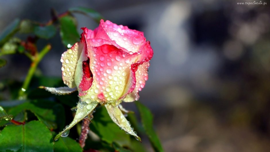 Красная роза утром в росе