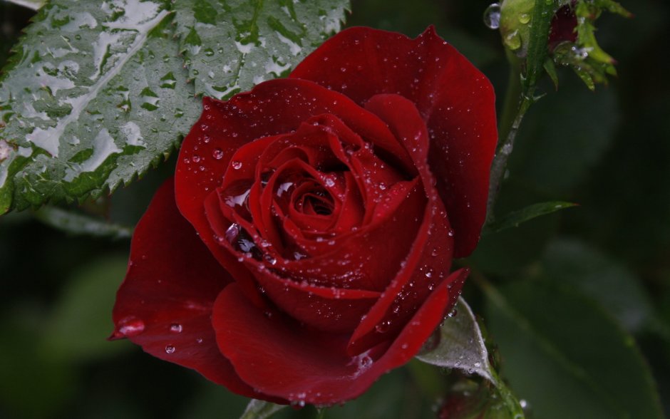 Красивая роза в росе