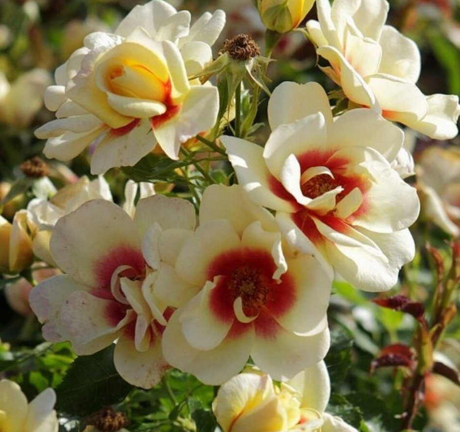Гибриды гультемии персидской розы