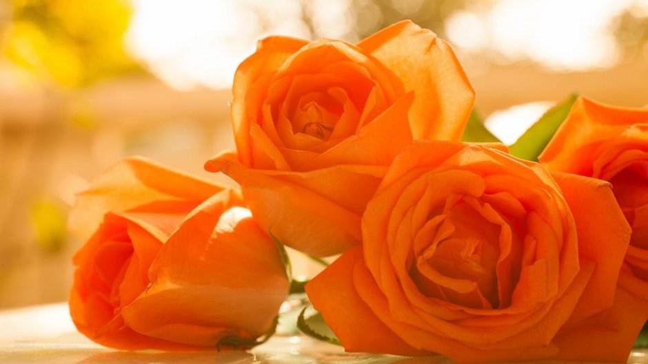 Красивые оранжевые розы