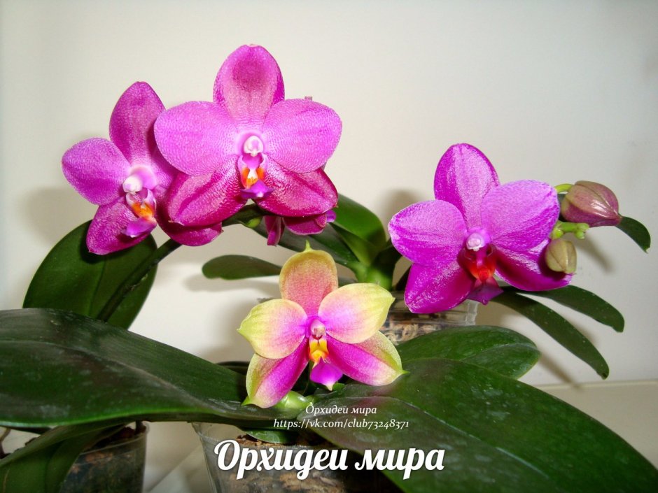 Phalaenopsis tetraspis Purple