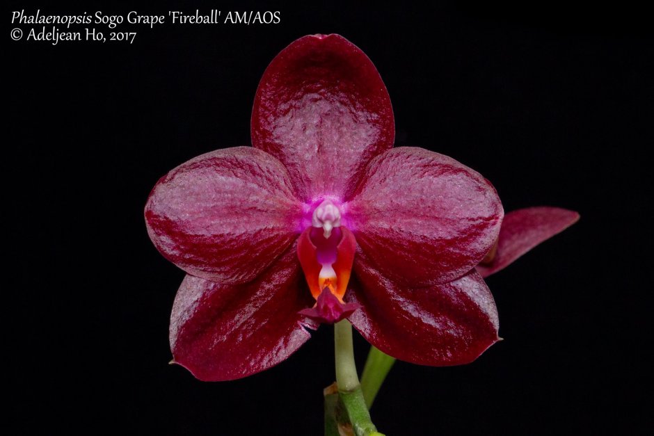 Phal ember Орхидея