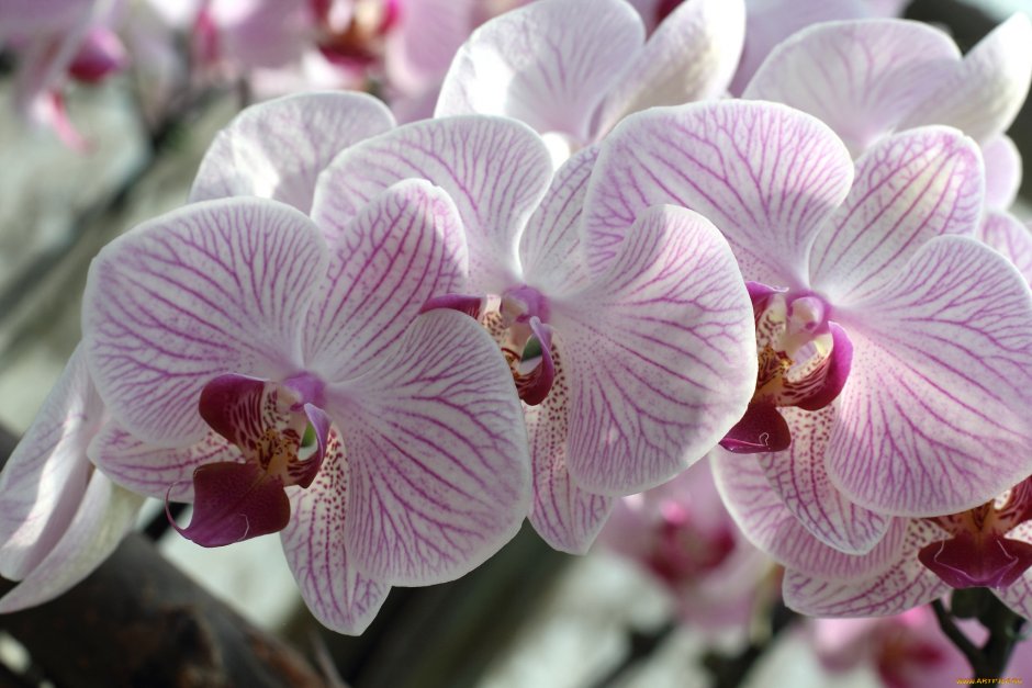 Орхидея Phalaenopsis Manila