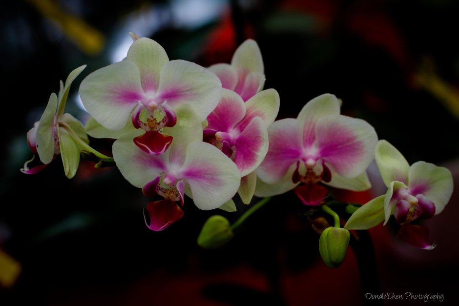 Орхидея Phalaenopsis Cobrion