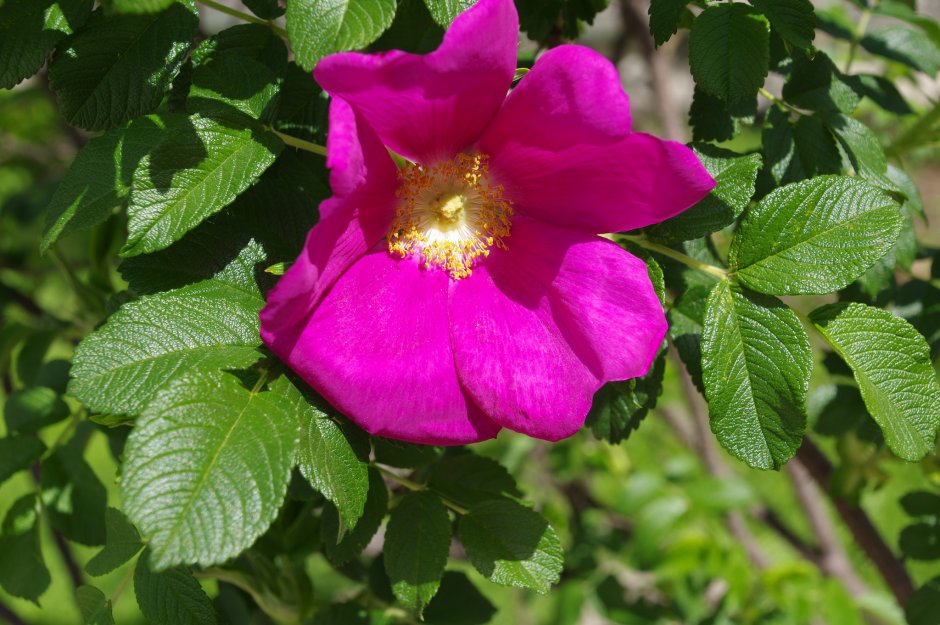 Шиповник Rosaceae