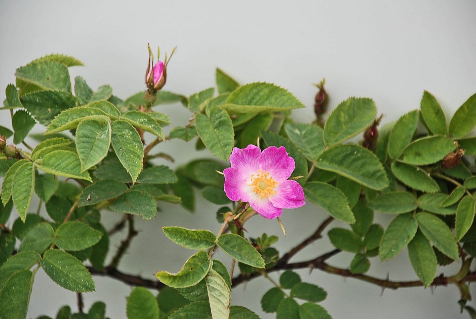 Rosa Canina (роза канина)