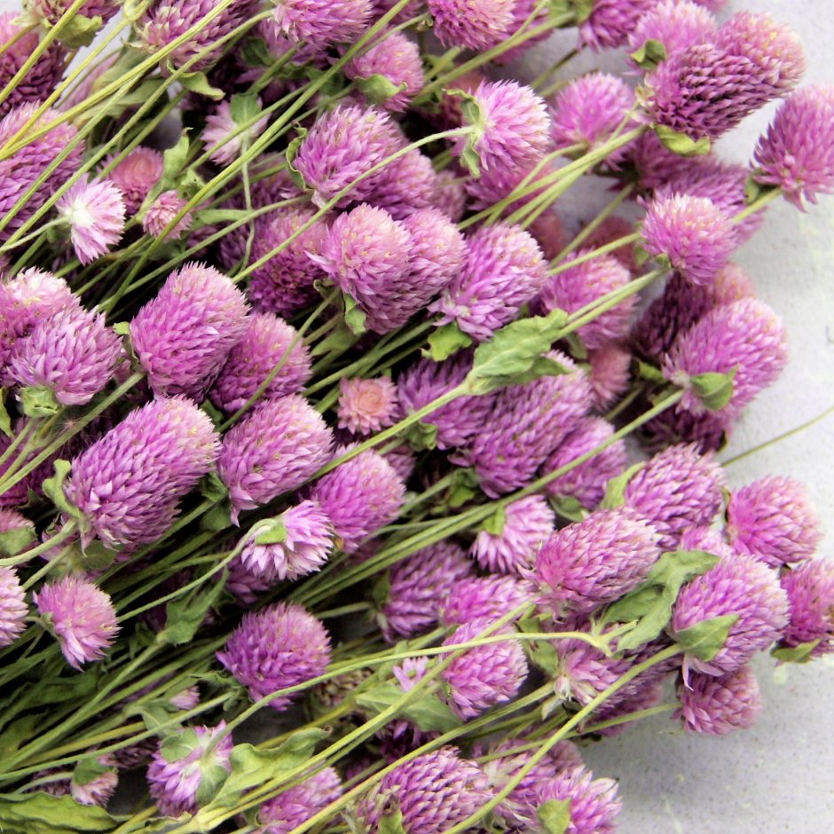 Гомфрена шаровидная (Gomphrena globosa)