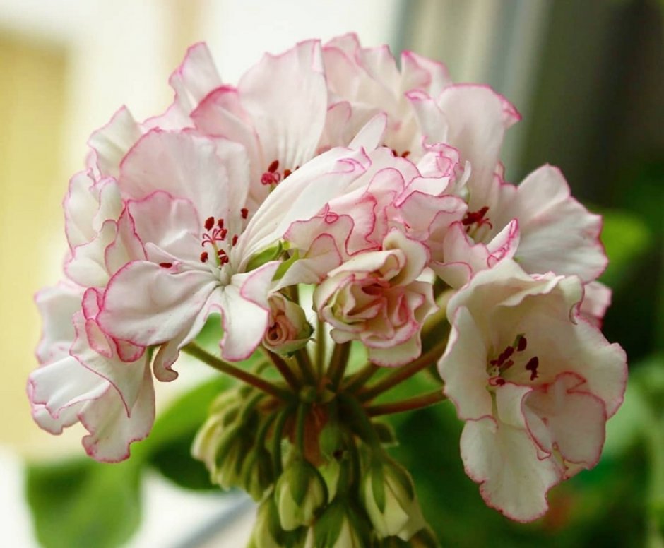 Pelargongaragets Lucia пеларгония