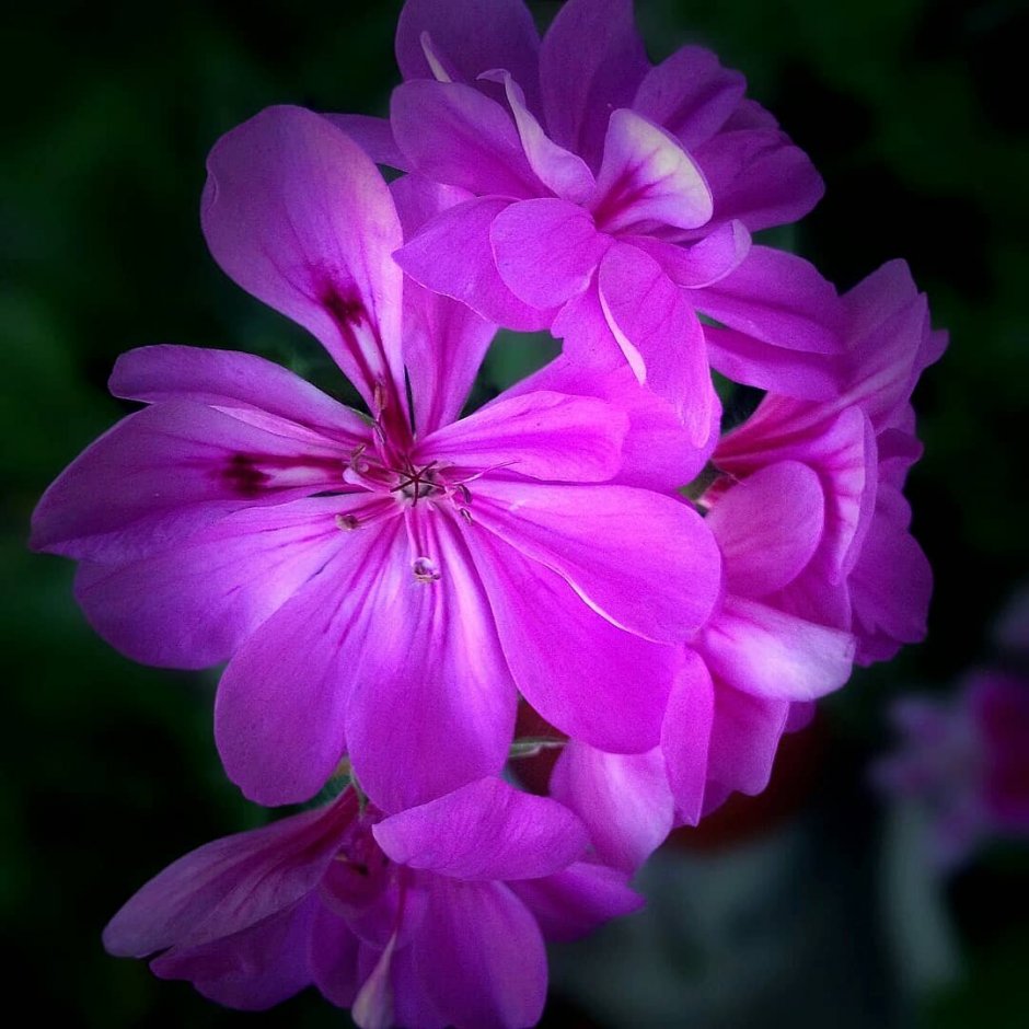 Pelargonium transvaalense