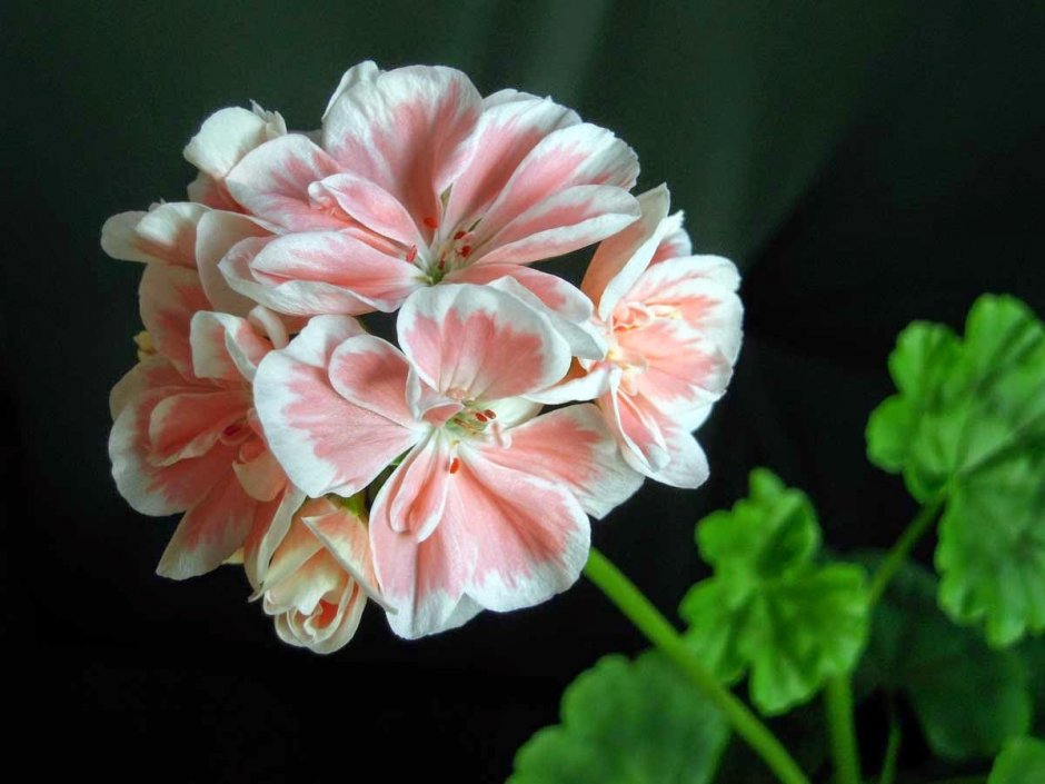 Пеларгония Pelargongaragets za Denise