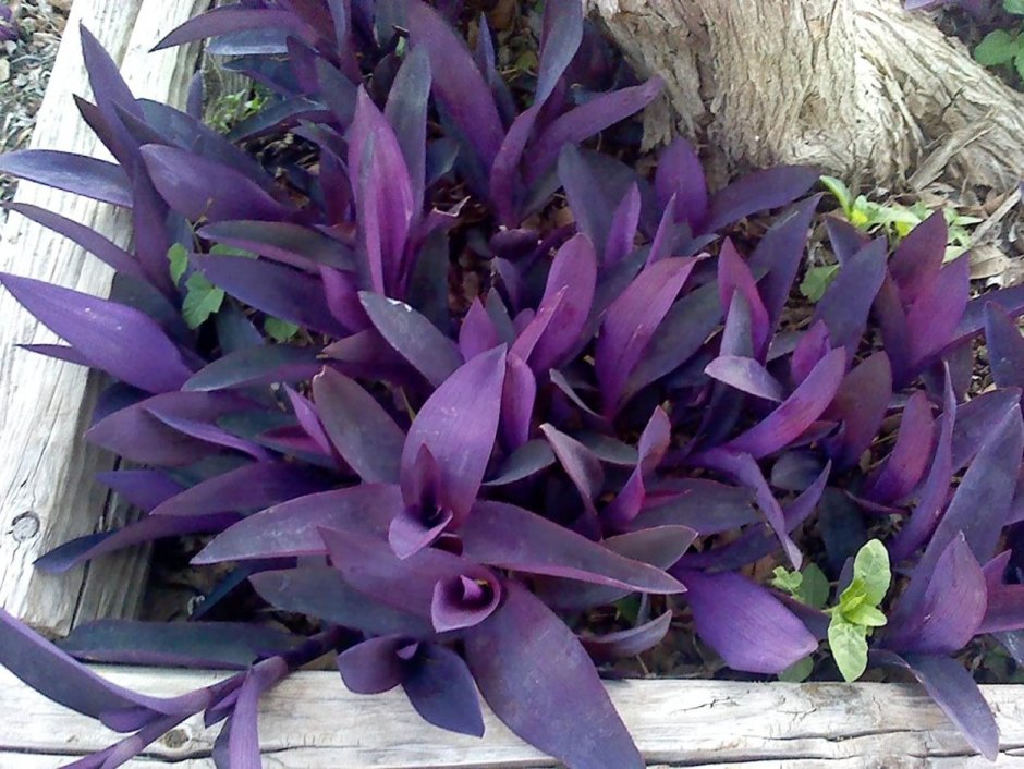 Комнатный цветок с фиолетовыми листьями