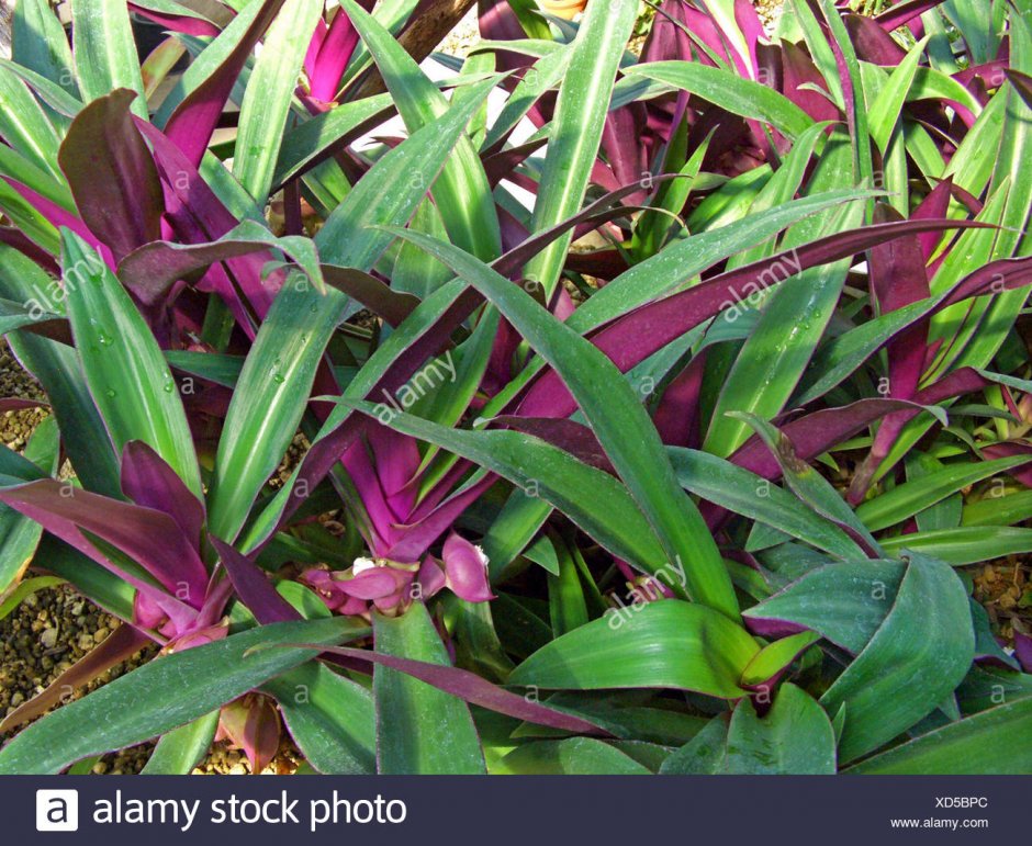 Tradescantia spathacea цветение