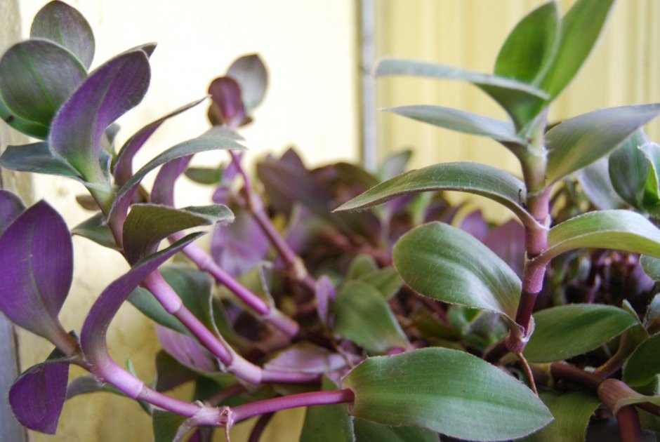 Традесканция Блоссфельда (Tradescantia blossfeldiana)