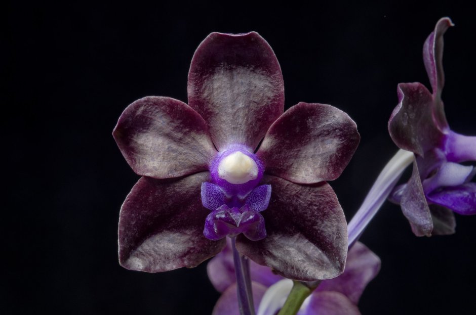 Орхидея Ванда черная