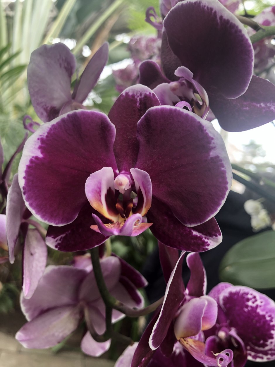 Орхидея Phalaenopsis Black Jack