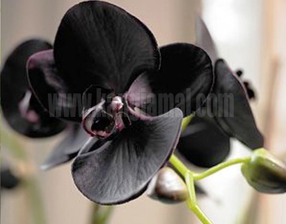 Чёрная Орхидея (Phalaenopsis Black)