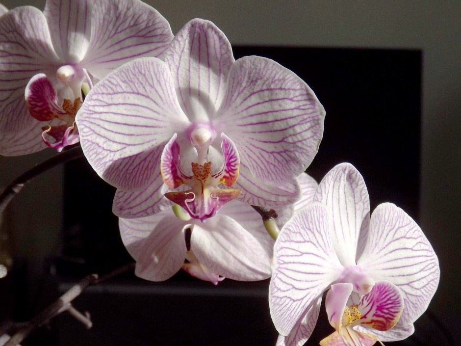 Орхидеи фаленопсис имитацию