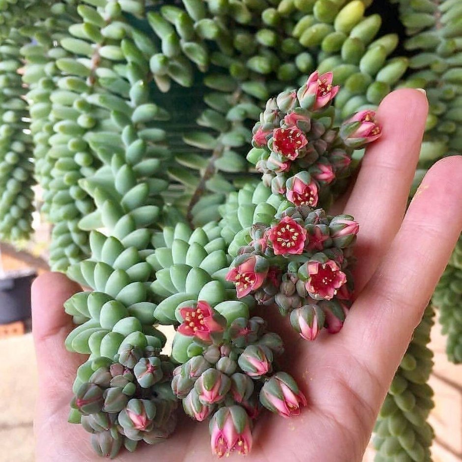 Очиток Моргана Sedum morganianum