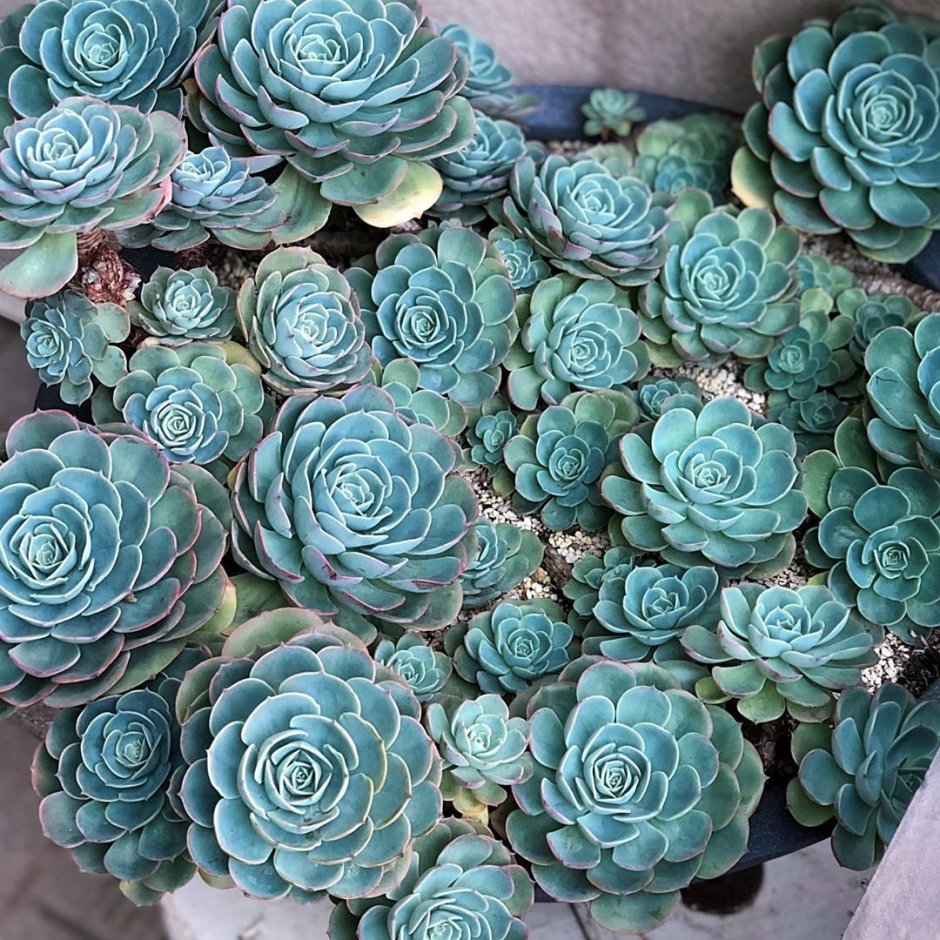 Echeveria imbricata Blue