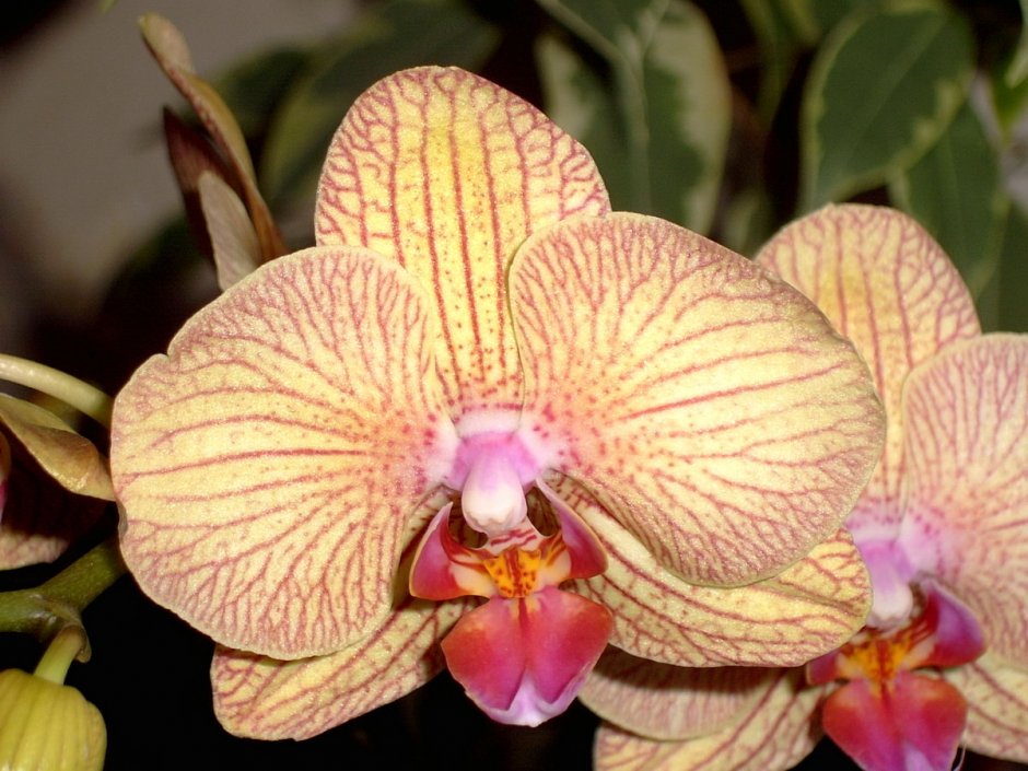 Орхидея Bernhard Phalaenopsis