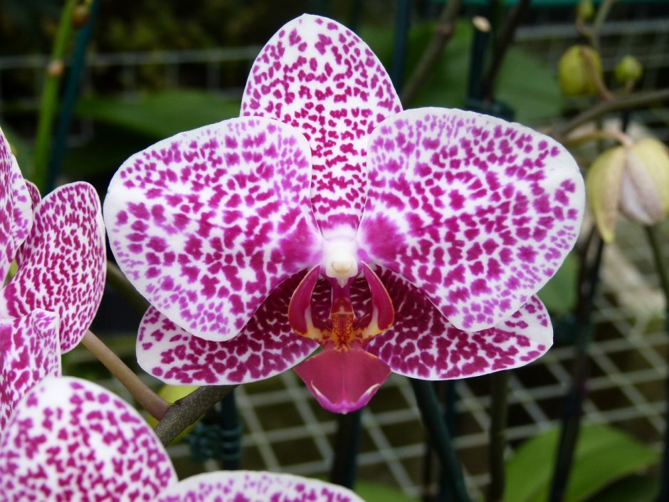 Орхидея Phalaenopsis Mariola