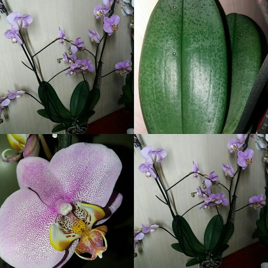 Фаленопсис Арлекин Phalaenopsis Arlekin