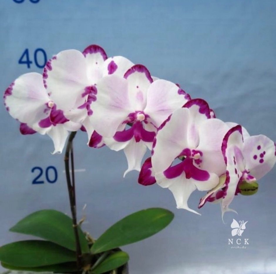 Орхидея Phalaenopsis big Lip