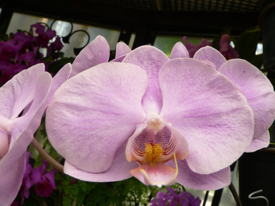 Орхидея Phalaenopsis Джиллиан