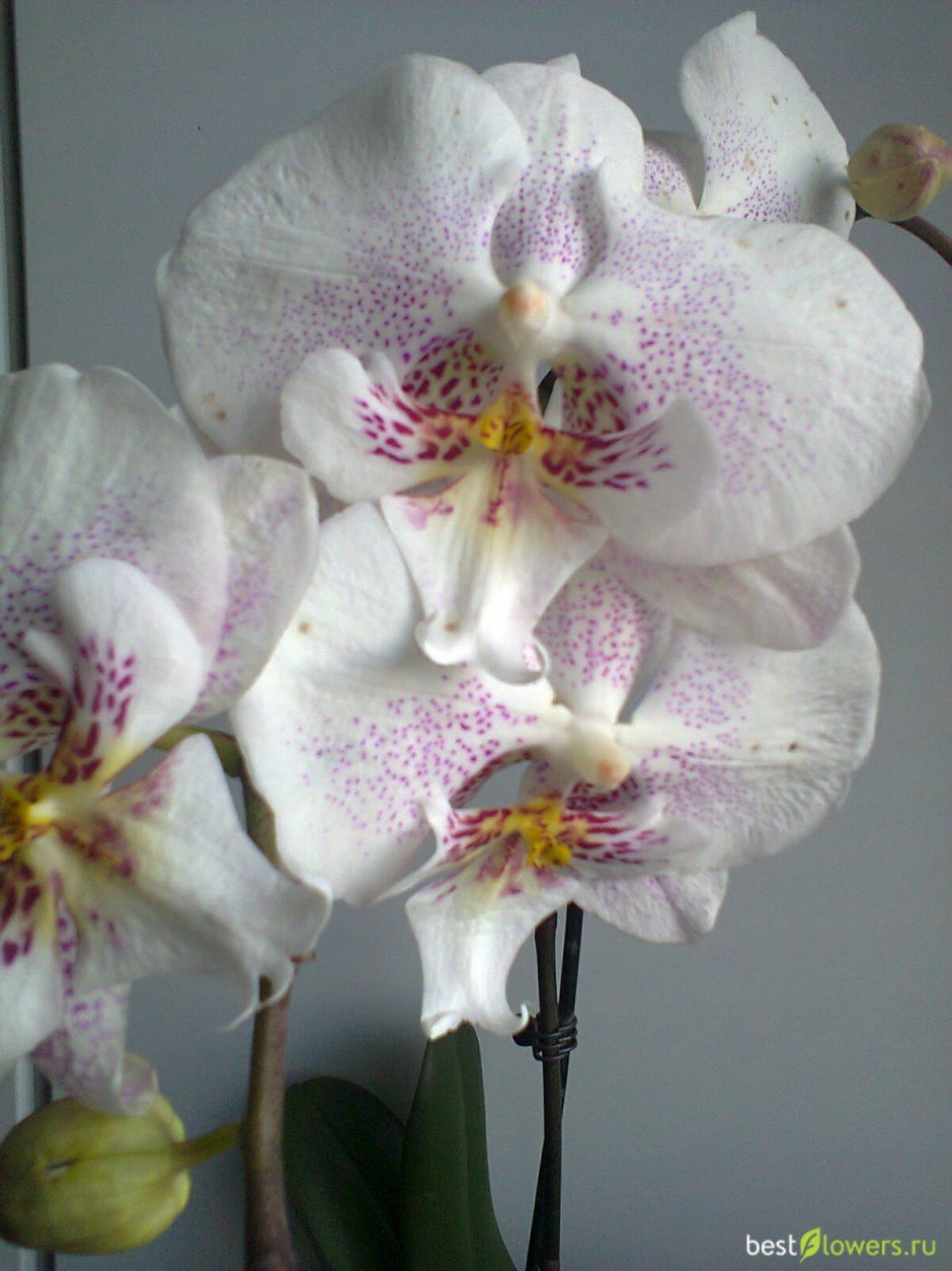 Орхидея Phalaenopsis Tinkerbells Kizz