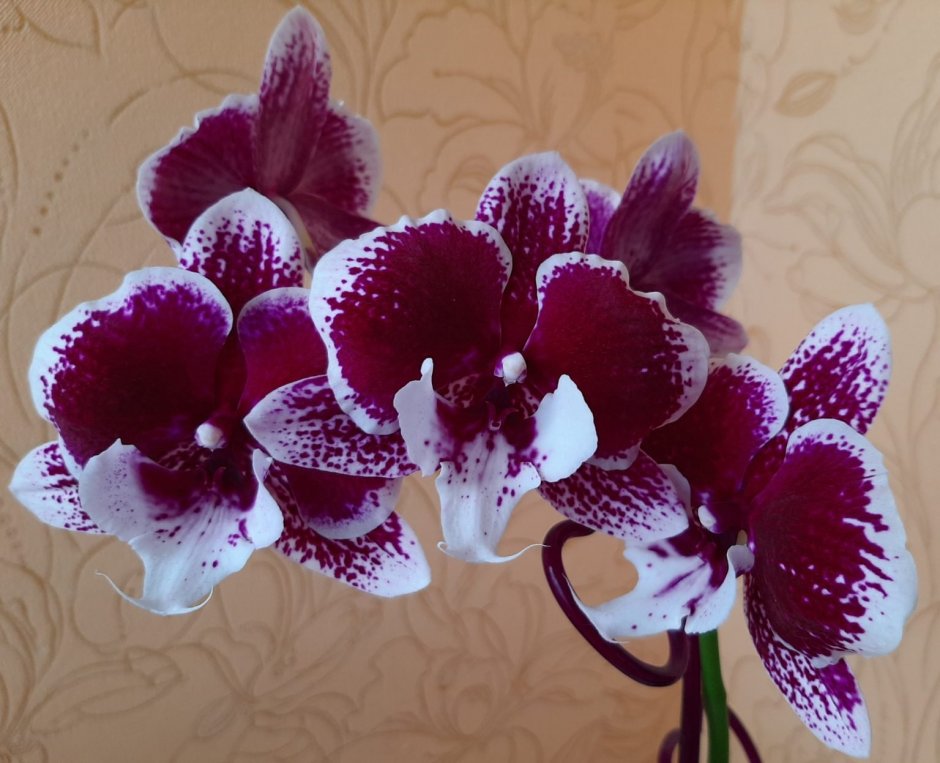 Орхидея Phalaenopsis Horizon