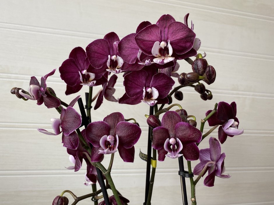 Phalaenopsis Queens Kizz - орхидеи