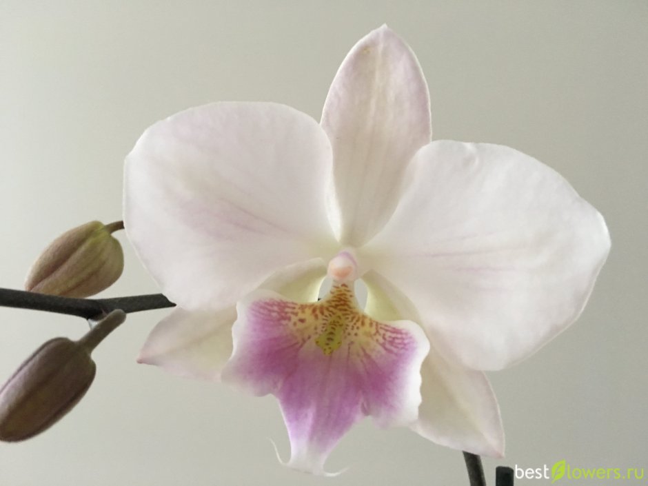 Орхидея Orange Blossom
