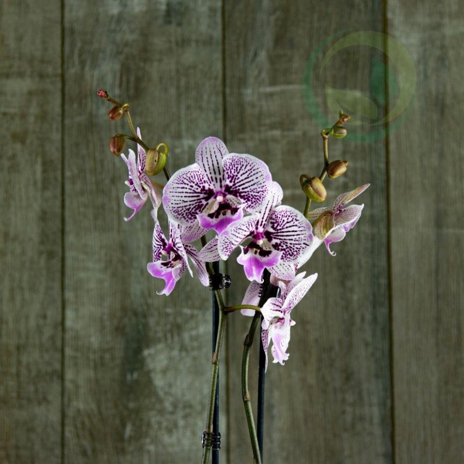 Орхидея Радуга биглип